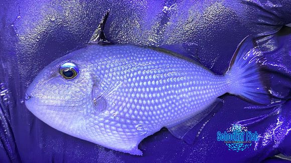 Goldenback Triggerfish Juv. 2.5" #3
