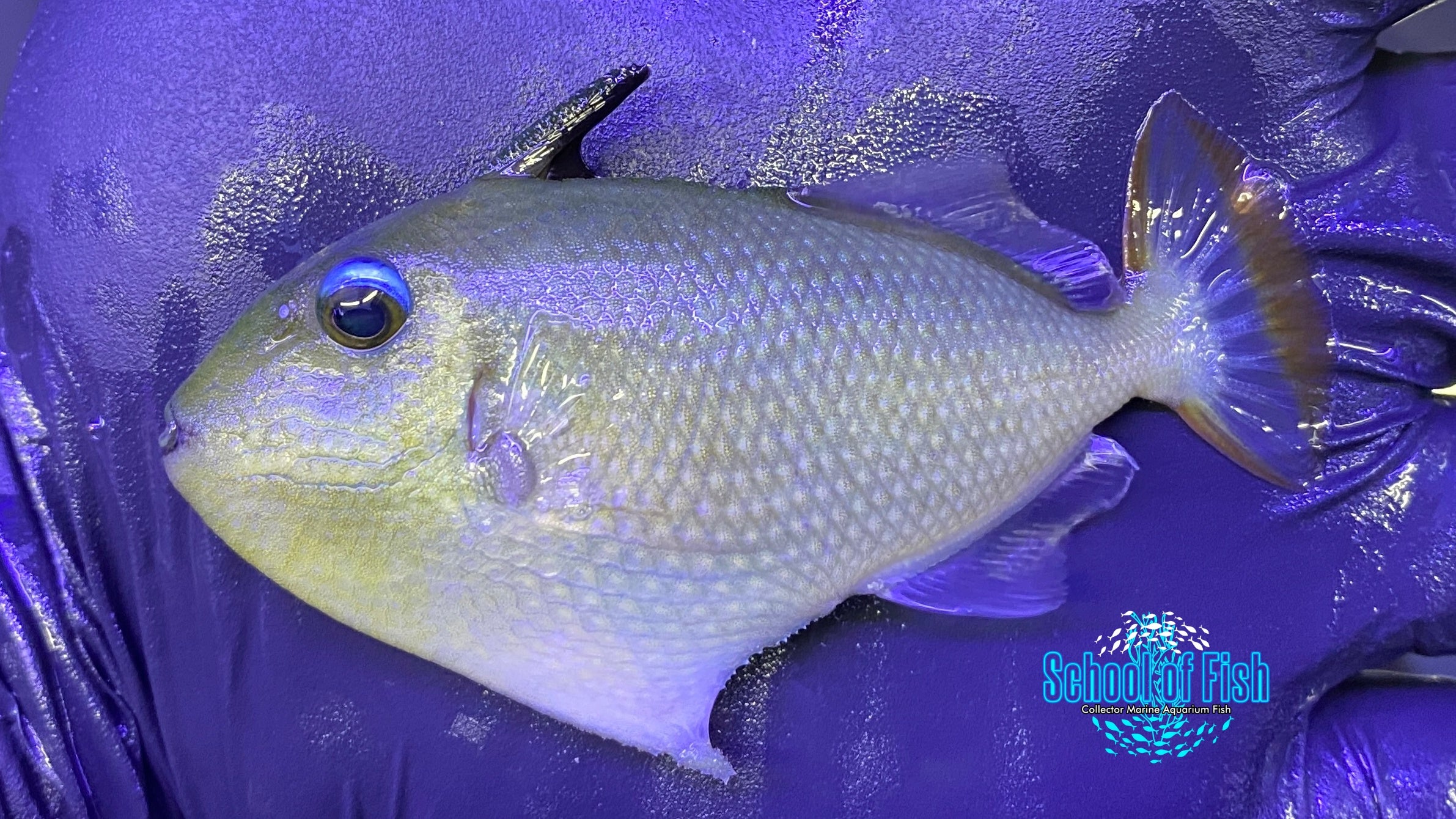 Goldenback Triggerfish Juv. 2.5" #4
