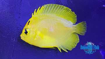 Goldflake Angel (Captive Bred)