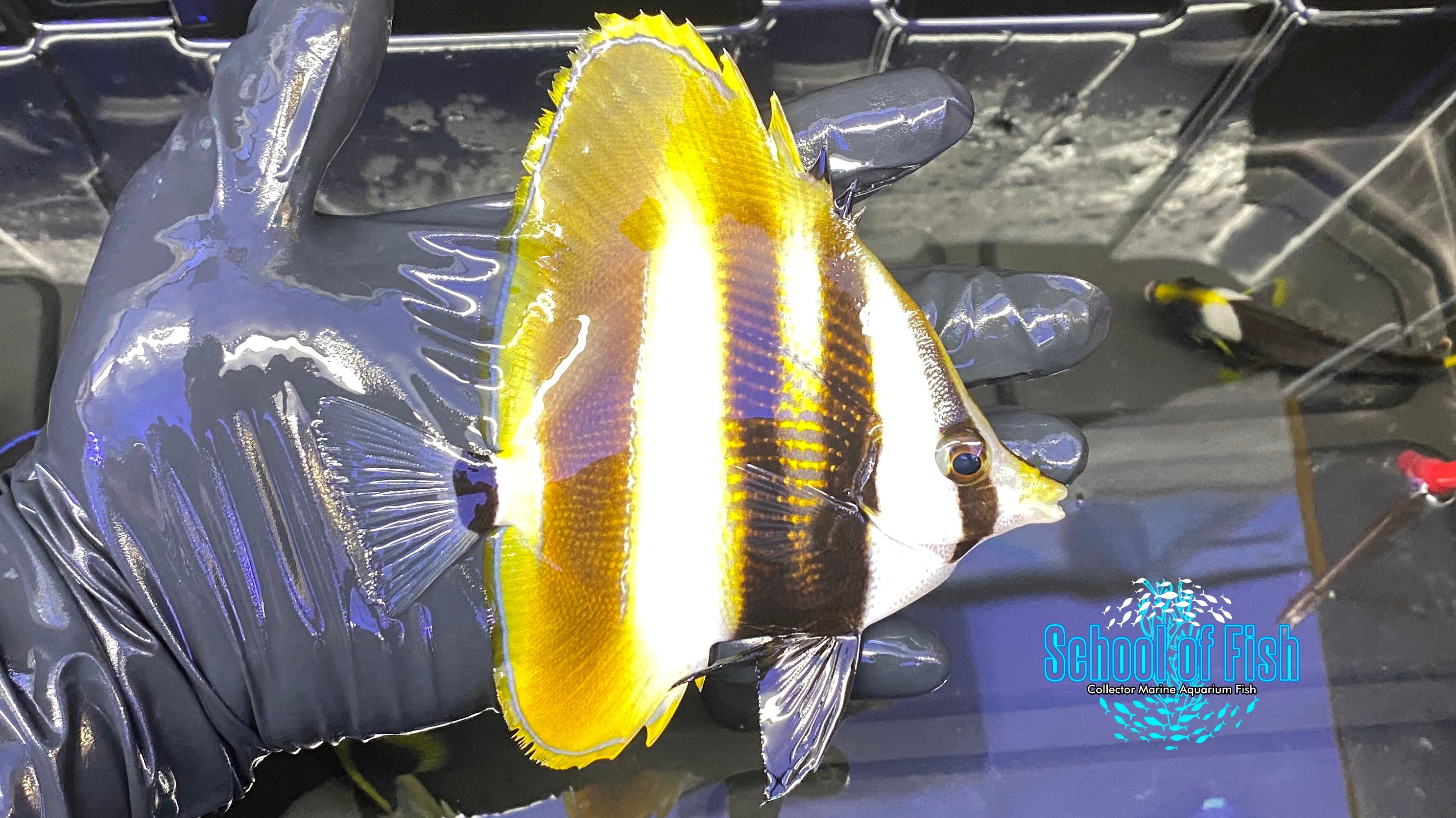 Hi Fin Coradion Butterflyfish