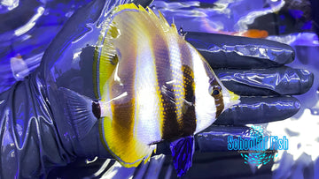 Hi Fin Coradion Butterflyfish #2