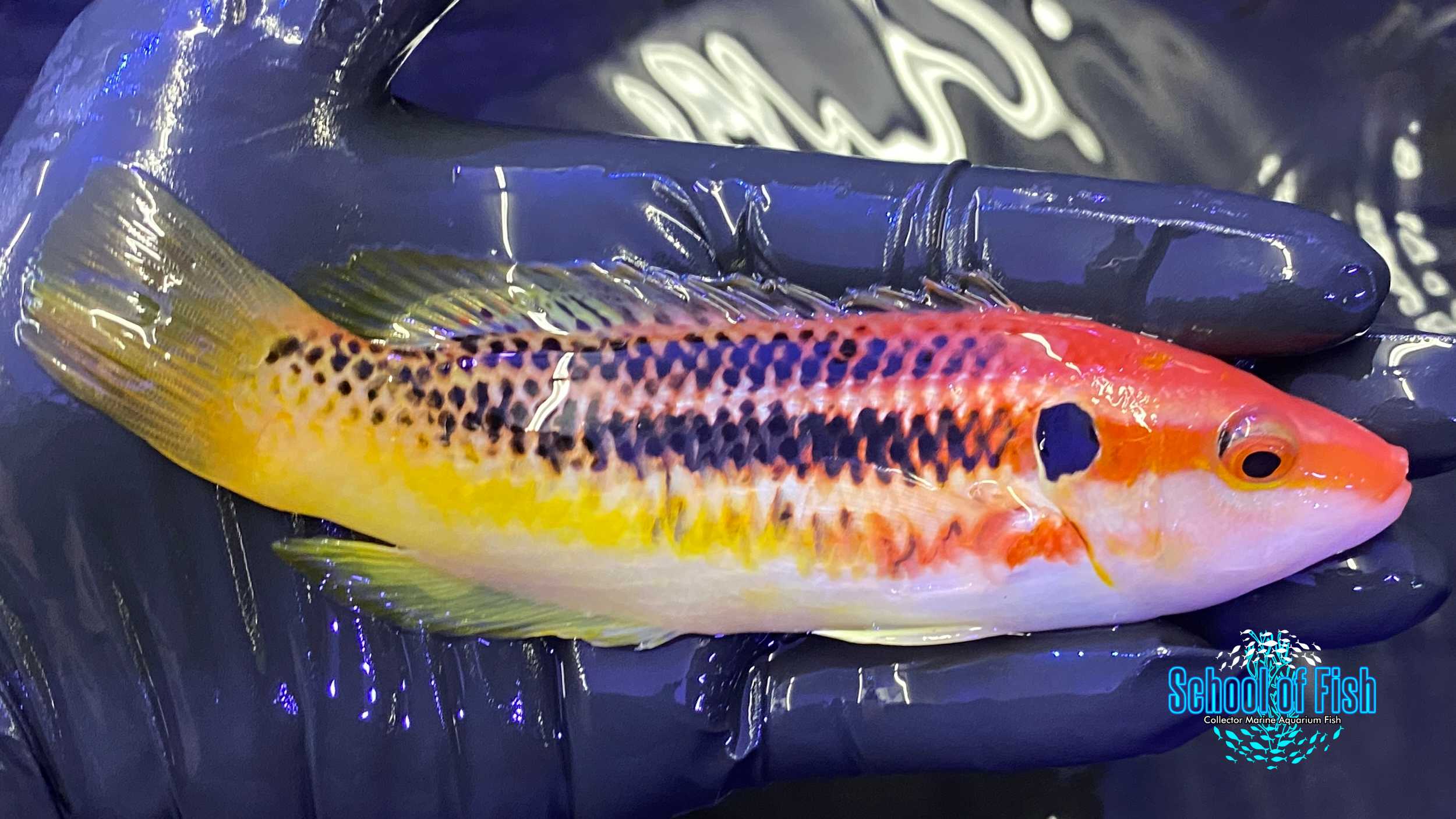Striped Izuensis Hogfish 5"