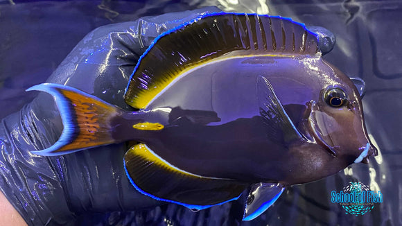 Achilles x Whitecheek Hybrid Tang 6"