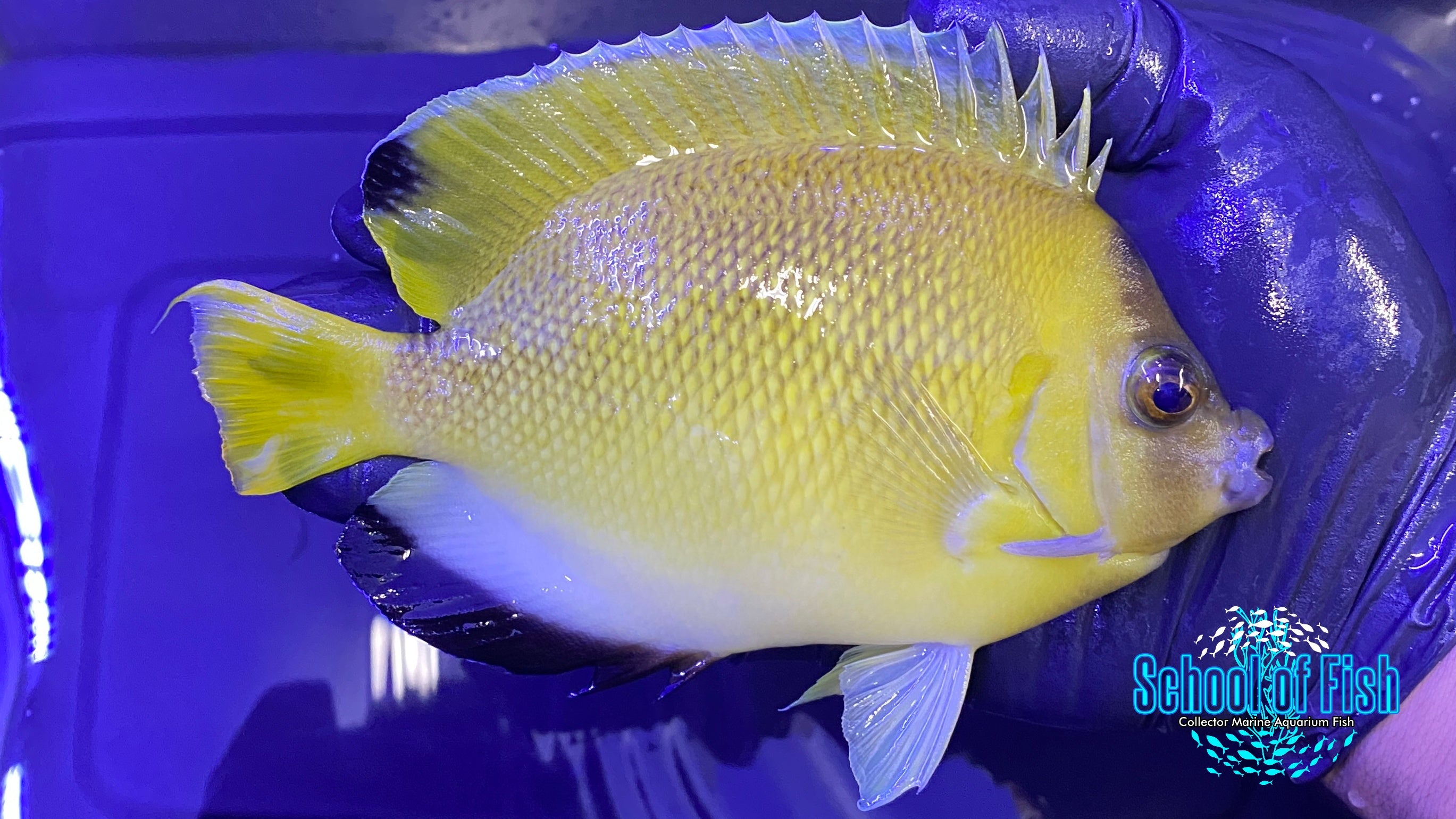 Armitage Angelfish XL (Apolemichthys armitage) is actually a hybrid of the Flagfin Angelfish and the Cream Angelfish School of Fish Online Store School of Fish Online Store