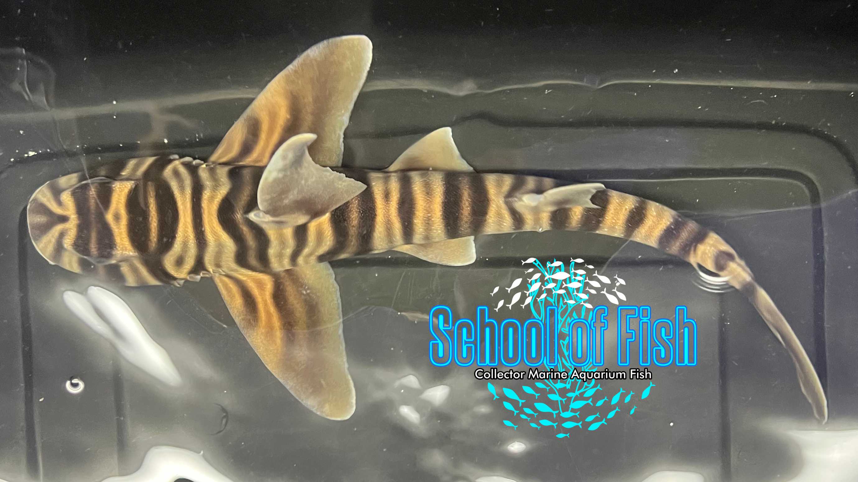 Zebra Horn Shark Female - 0