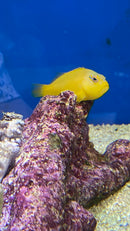 Golden Hawkfish Tahiti 2.5"-2