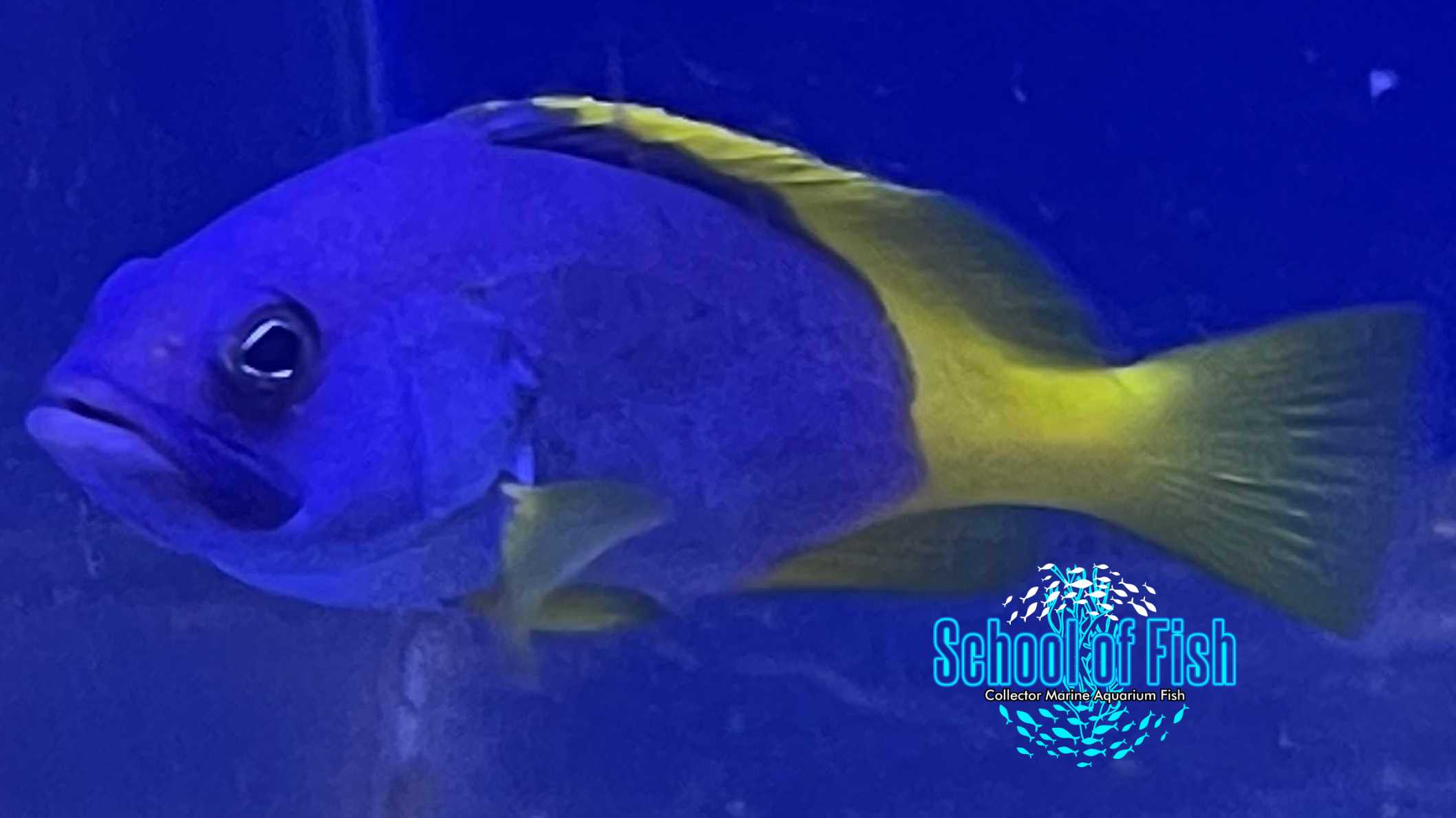 Blue and Yellow Cod 3"