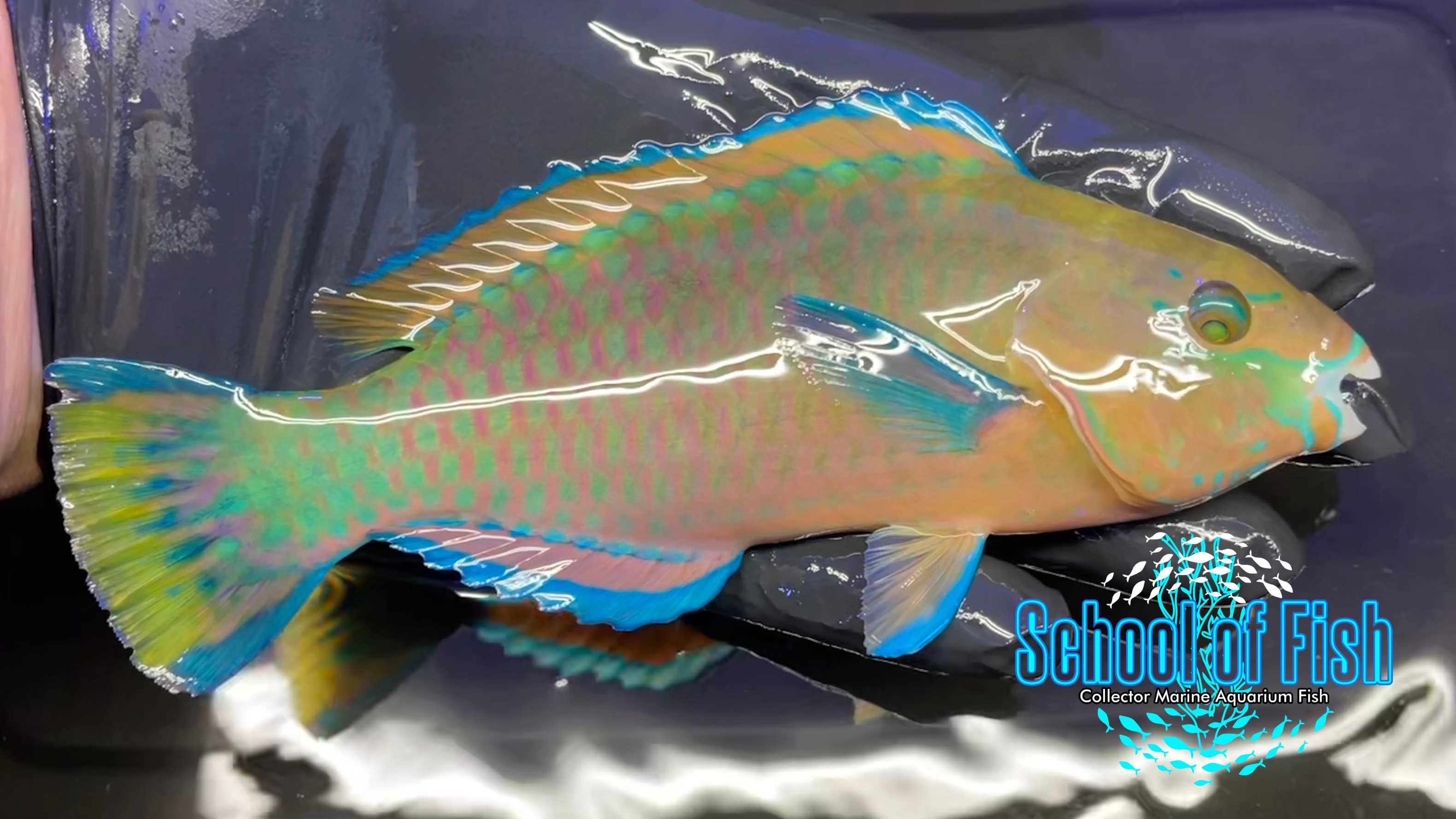 Quoyi Parrotfish Q3