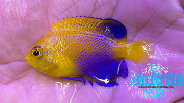 Interuptus Angelfish Captive Bred 1