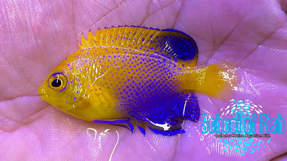 Interuptus Angelfish Captive Bred 1