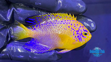 Interuptus Angel Captive Bred Designer