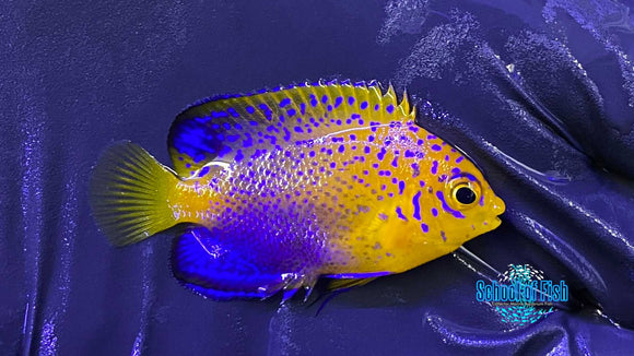 Interuptus Angel Captive Bred #1 small