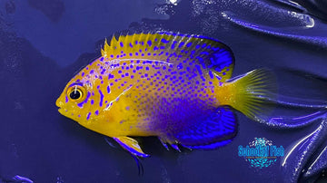 Interuptus Angel Captive Bred #1 small - 0