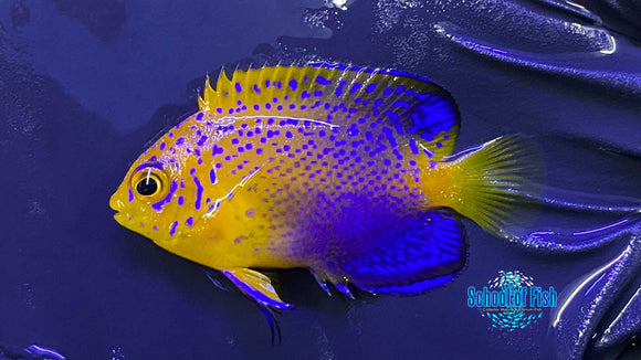 Interuptus Angel Captive Bred #1 small