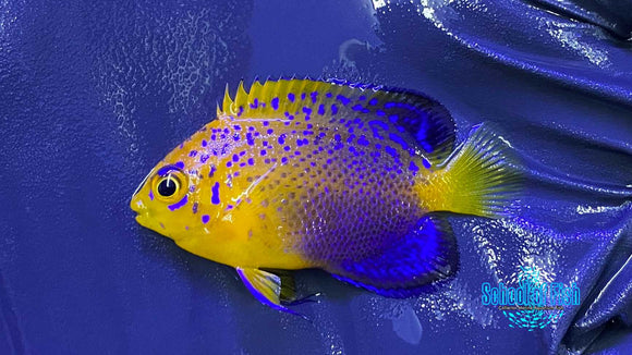 Interuptus Angel Captive Bred #2 small