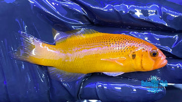 Jaguar Dottyback Male