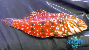Jeweled Leopard Wrasse Female #2