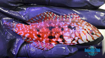 Jeweled Leopard Wrasse female