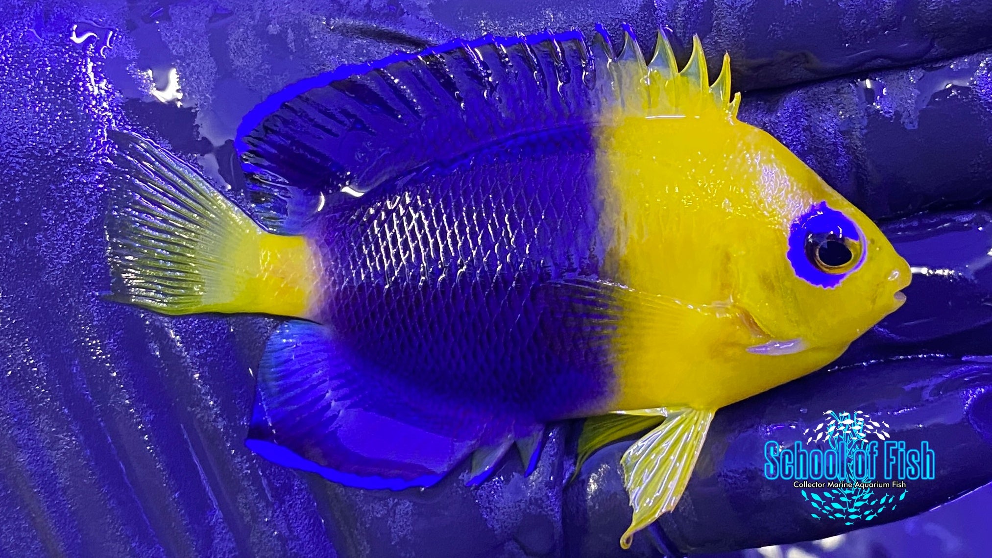 Coco Island Dwarf Angelfish #1 | School of Fish Online Store