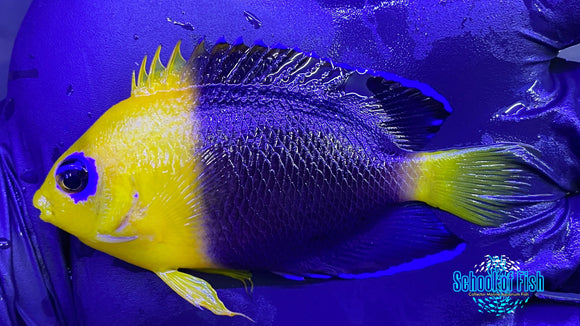 Coco Island Dwarf Angelfish #2