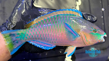 Quoyi Parrotfish J1 XL