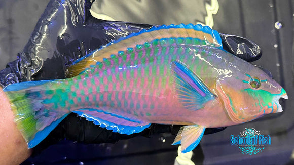 Quoyi Parrotfish J1 XL