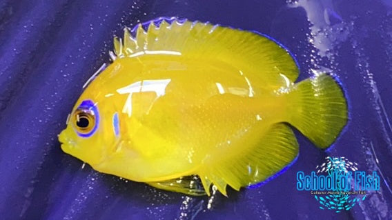 Lemon Peel Angel Captive Bred #1