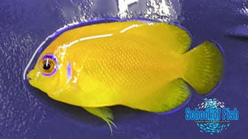 Lemon Peel Angel Captive Bred #2