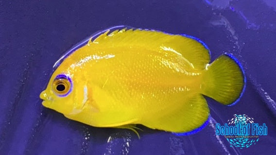 Lemon Peel Angel Captive Bred #3