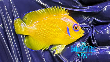 Lemonpeel Angelfish Wild