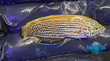 Lennardi Wrasse 1.5"