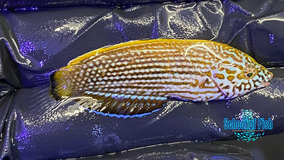 Lennardi Wrasse 1.5"