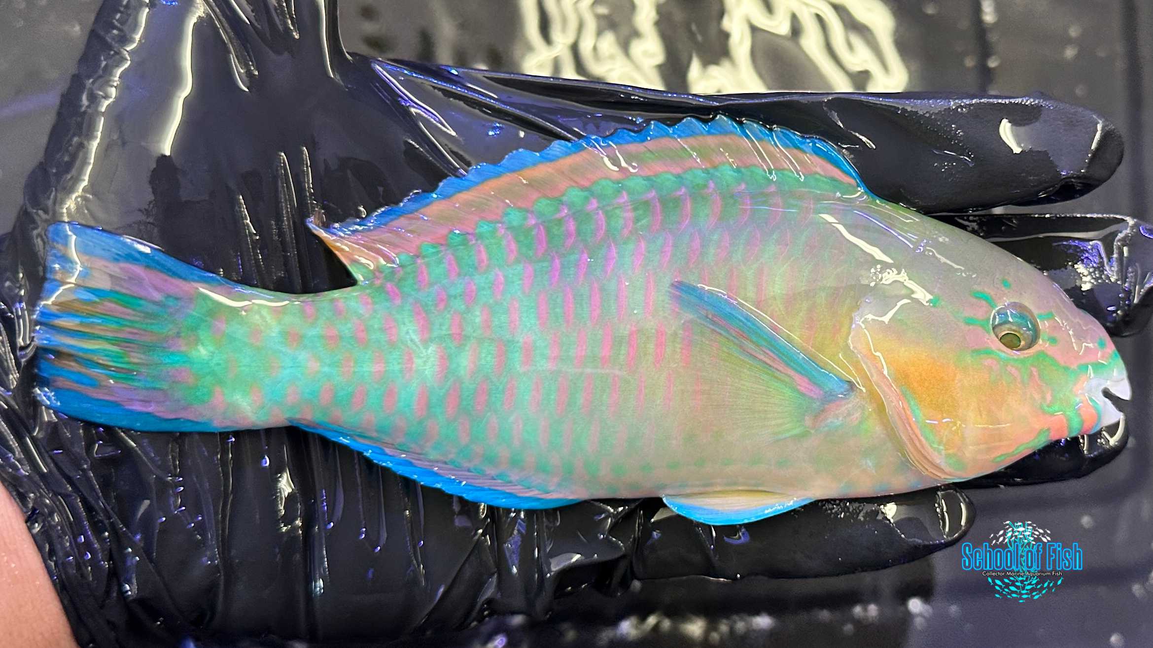 Quoyi Parrotfish J2