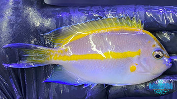 Bellus Angelfish Male