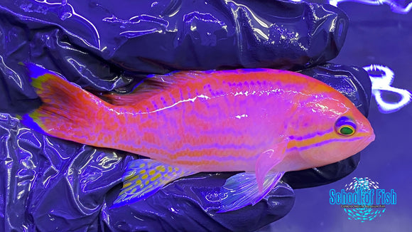 Bimaculatus Anthias Pair