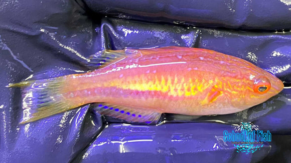 Squire's Wrasse Male #1