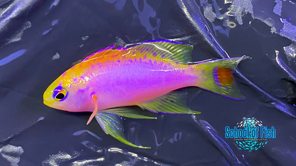 Japanese Ventralis Anthias Male 1.25"