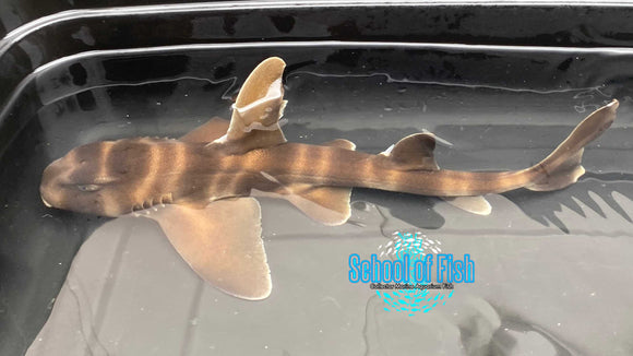 Japanese Bullhead Horn Shark 12" Male