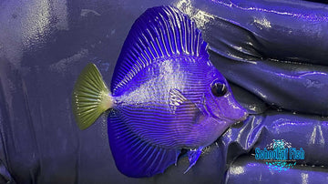 Purple Tang Captive Bred 2" M2