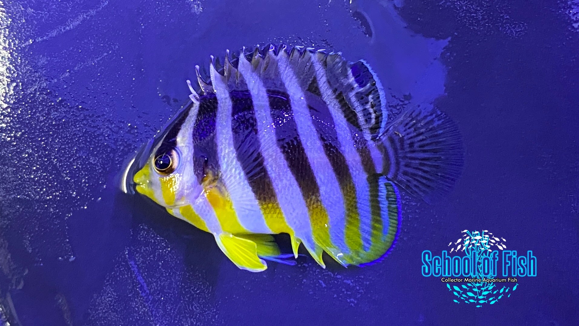 Multibar Angelfish (Captive Bred) #1 | School of Fish Online Store
