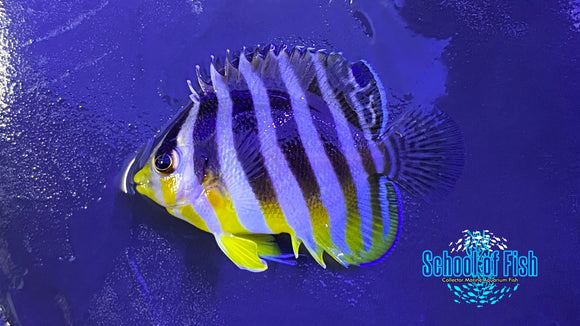 Multibar Angelfish (Captive Bred) #1