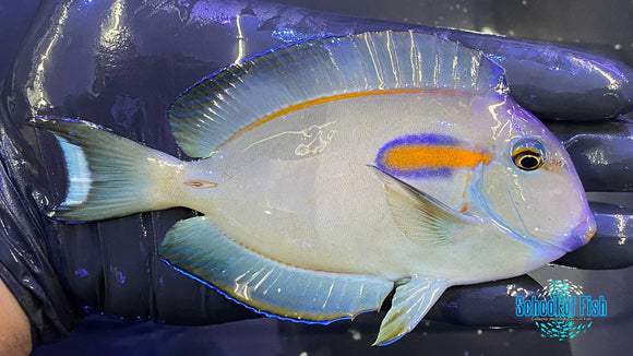 Orange Shoulder Tang 5"