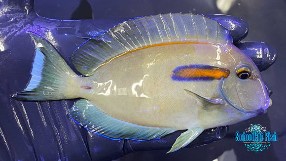 Orange Shoulder Tang 4.75"