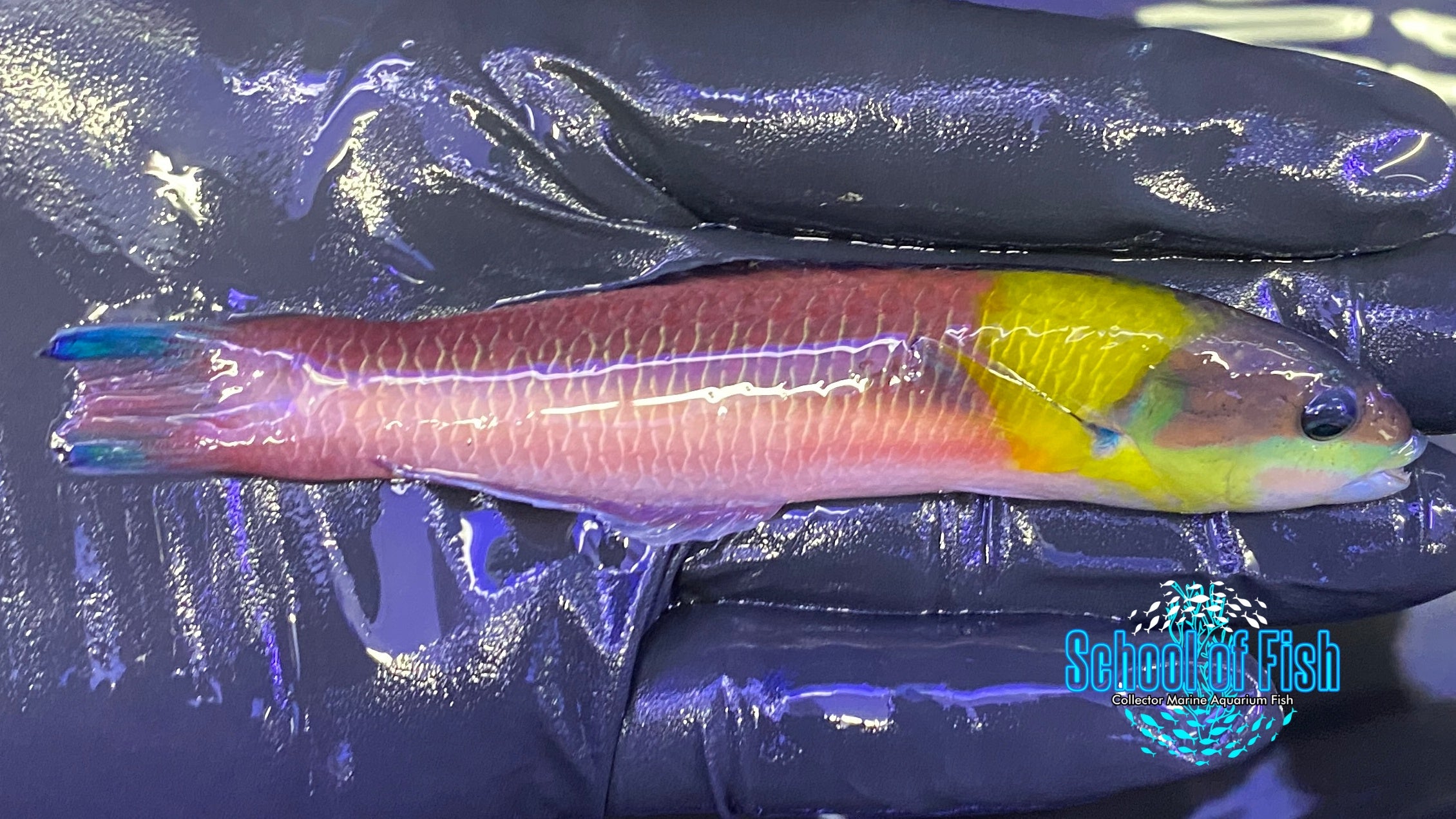 Paddlefin Wrasse | School of Fish Online Store