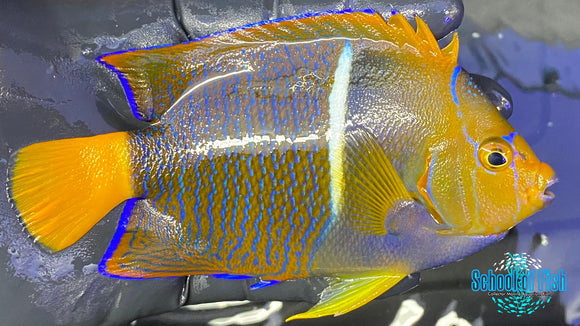 Passer Angelfish 4.5"