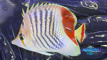 Red Sea Eritrean Butterflyfish J3