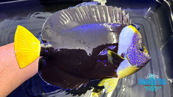 False Personifer Angel Male 9"