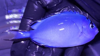 Watanabei Angelfish Female(Genicanthus watanabei)