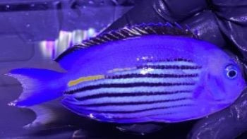 Watanabei Angelfish Male Genicanthus watanabei)