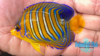Red Sea Regal Angelfish